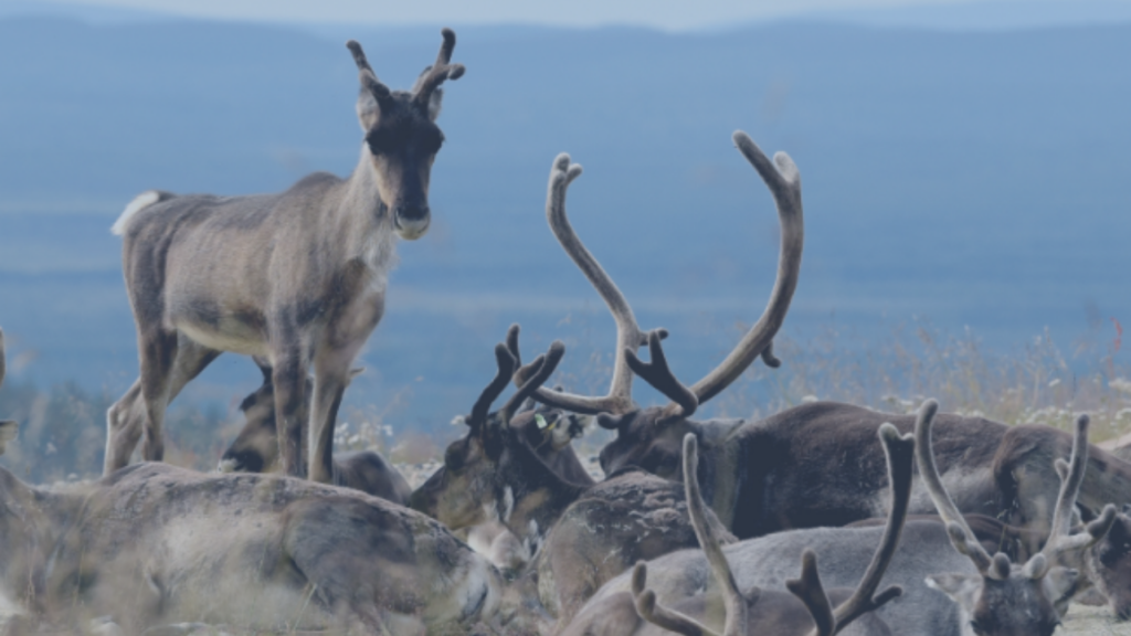 Poroja laitumella HERO